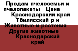 Продам пчелосемьи и пчелопакеты › Цена ­ 3 500 - Краснодарский край, Тбилисский р-н Животные и растения » Другие животные   . Краснодарский край